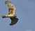 Oiseauxethologie.fr -busard_saint_martin_femelle-_jpg_028___tiny